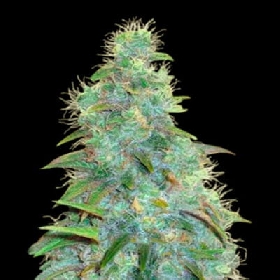 Auto Sweet Tooth > Bulk Seed Bank